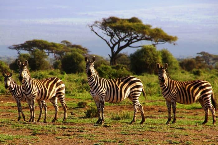 Rong ruổi thiên nhiên hoang dã Kenya