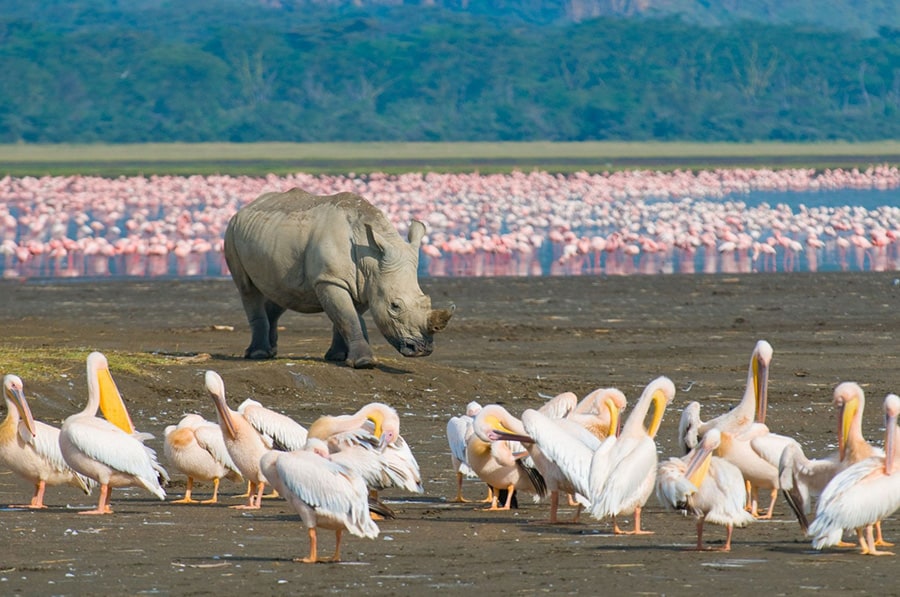Khám phá thiên nhiên hoang dã Kenya