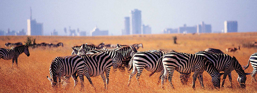 Tour thiên nhiên hoang dã Kenya - Châu Phi