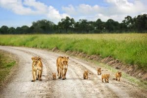 Gia đình sư tử ở Masai Mara - Kenya - Khám phá thiên nhiên hoang dã châu Phi
