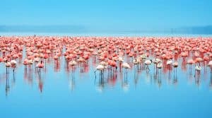 Thế giới chim hồng hạc ở Kenya