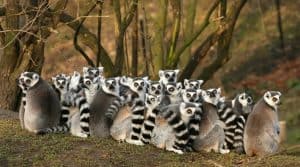 Khám phá thiên nhiên hoang dã Madagascar