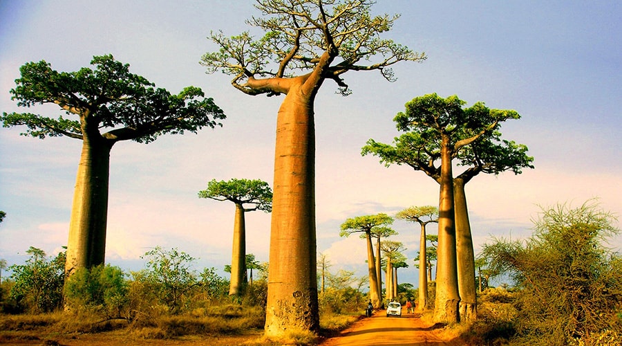 Đại lộ Baobabs mang nét đẹp tự nhiên và đầy sức sống - Madagascar