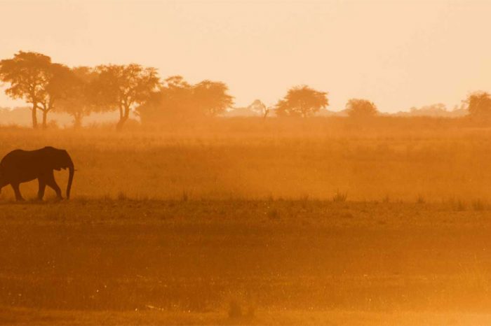 Hành trình safari Tanzania cao cấp – 7 ngày săn thú ly kỳ