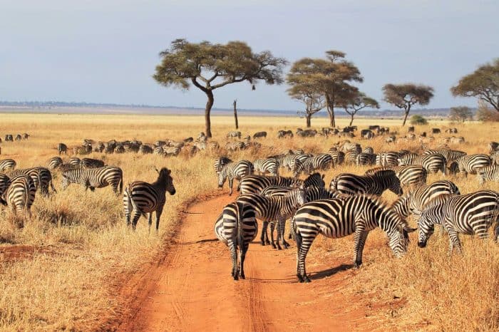 7 ngày trải nghiệm thế giới động vật hoang dã Tanzania khó quên