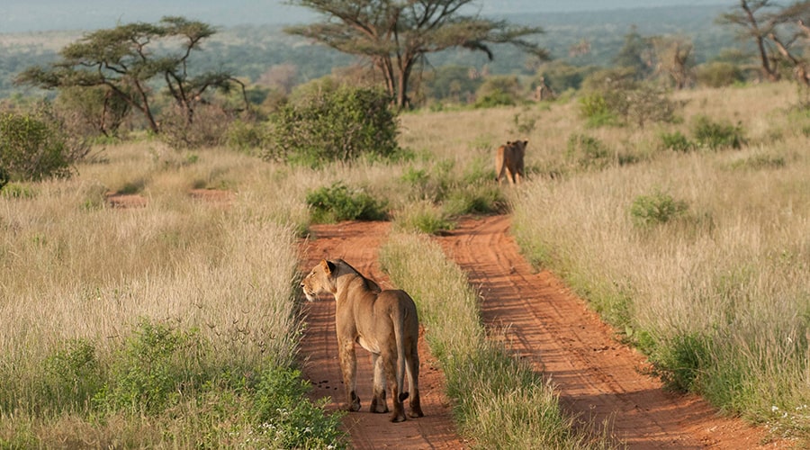 Khám phá Khu bảo tồn Quốc gia Samburu - Kenya - Châu Phi