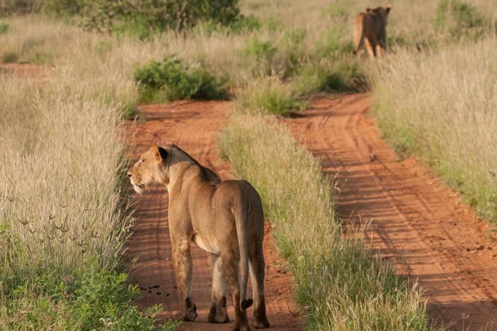 17 ngày khám phá kỳ quan thiên nhiên thế giới Zimbabwe – Kenya – Tanzania