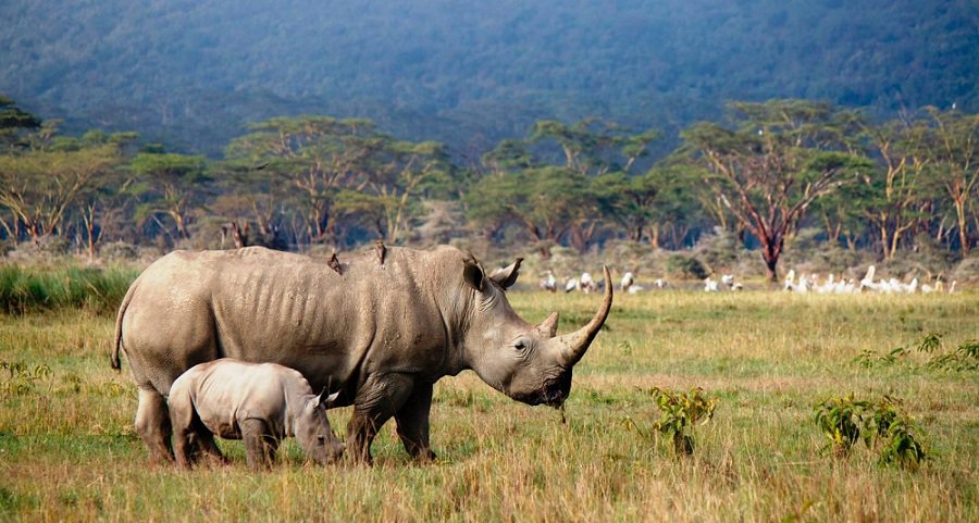 Loài tê giác trong vườn Quốc Gia Aberdare - Kenya du lịch