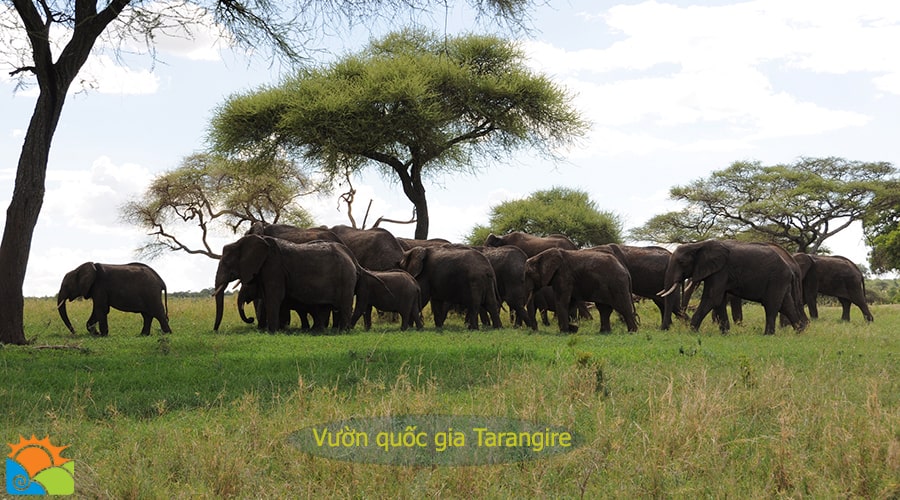 Động vật hoang dã tại Vườn quốc gia Tarangire - Tanzania - Tour du lịch Châu Phi