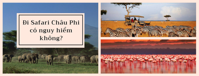 Đi du lịch Safari Châu Phi có nguy hiểm không?