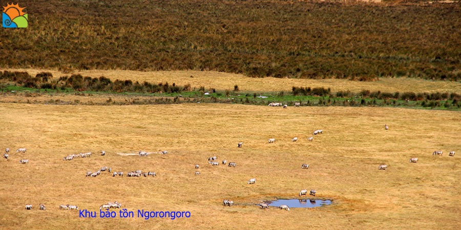 Khu bảo tồn Ngorongoro Tanzania - Tour động vật hoang dã Châu Phi