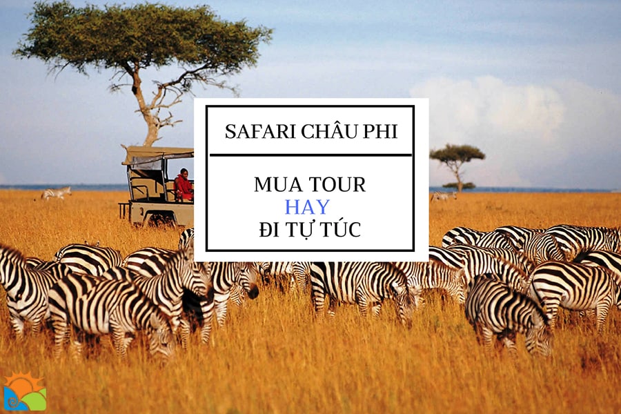 Khám phá safari Châu Phi, nên đi tour hay tự đi?