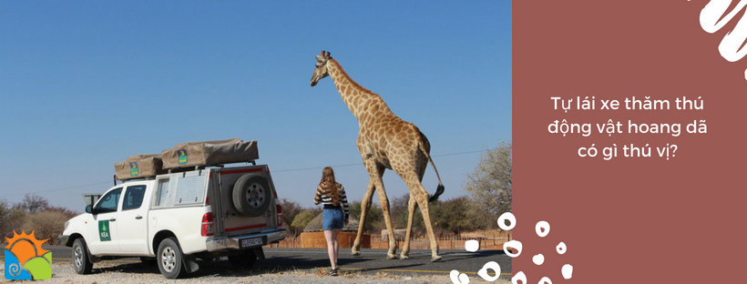 Tại sao nên trải nghiệm du lịch Châu Phi safari tự túc
