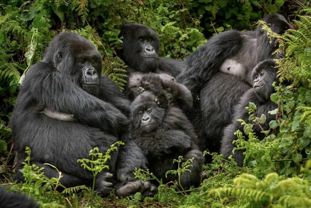 Gorillas In The Mist – thiên nhiên hoang dã của vùng Tây Nam Phi