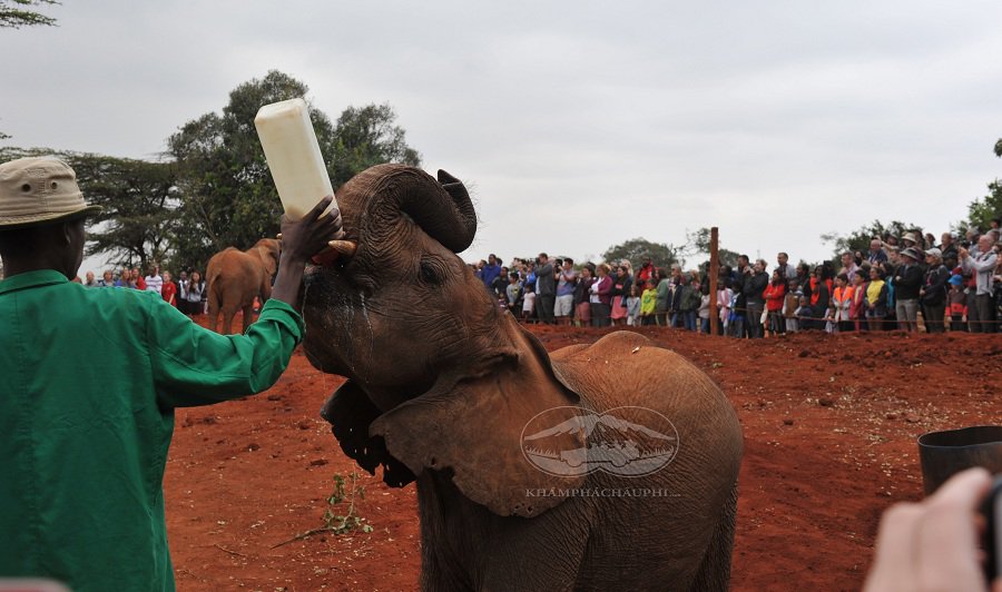 Trại chăm sóc voi con mồ côi ở Nairobi - du lịch Kenya