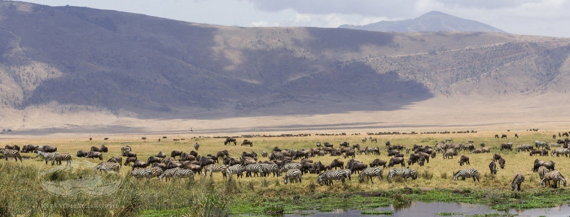 Thăm quan Ngorongoro crater - Tanzania - Du lịch Châu Phi hoang dã