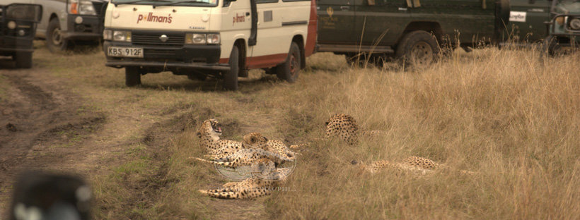 Đàn báo gấm Cheetah ở Maasai Mara - du lịch Kenya