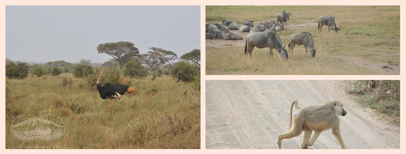 Thiên nhiên hoang dã Amboseli - Kenya