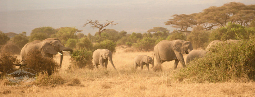 Đàn voi khổng lồ ở Amboseli - tour du lịch Kenya cùng gia đình