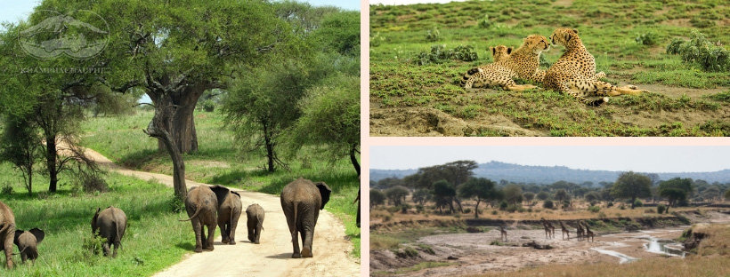 Động vật hoang dã ở Vườn quốc gia Tarangire - Tanzania - tour du lịch Châu Phi