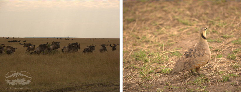 Thiên nhiên hoang dã ở Maasai Mara - du lịch Kenya