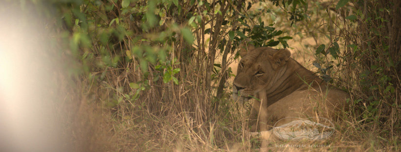 Sư tử cái - nguyên nhân dẫn đến những cuộc đối đầu giữa những chú sư tử đực - thiên nhiên hoang dã Kenya