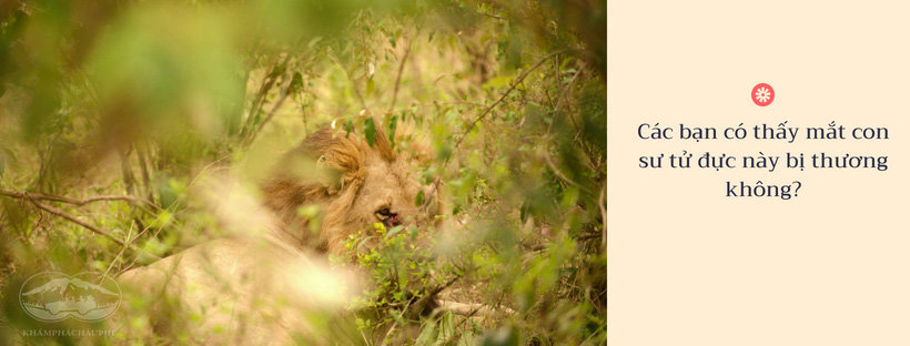 Các bạn có thấy chú sư tử này bị thương ở mắt không? - Du lịch safari Kenya