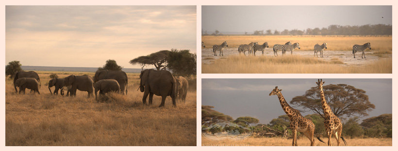 Thiên nhiên hoang dã Amboseli - du lịch Kenya