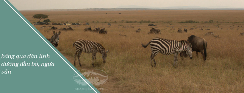 Một Kenya hoang dã - tour du lịch safari Kenya