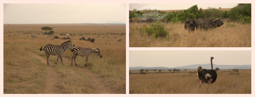 Thiên nhiên hoang dã Maasai Mara - du lịch safari Kenya