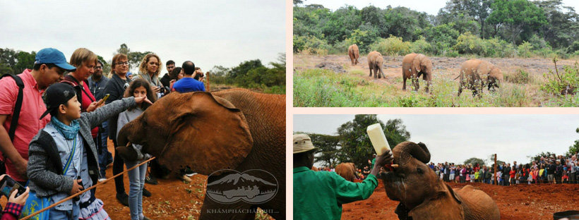 Trại voi mồ côi Daphne - Nairobi - tour du lịch Kenya