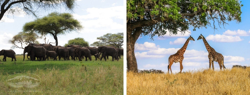 Vườn quốc gia Tarangire - Tanzania - Du lịch Châu Phi