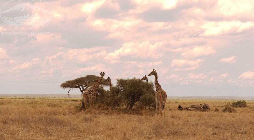 Thời điểm du lịch Amboseli - Du lịch Kenya