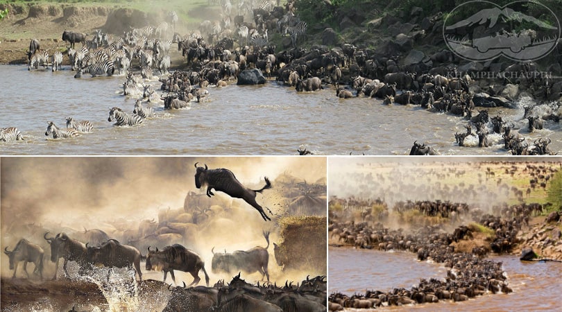 Cuộc đại dĩ cứ của động vật hoang dã - Du lịch Kenya 