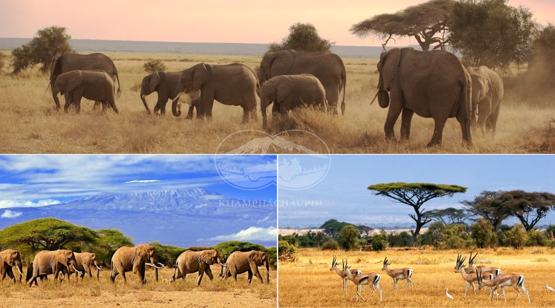 Công viên quốc gia Amboseli - Du lịch Kenya 