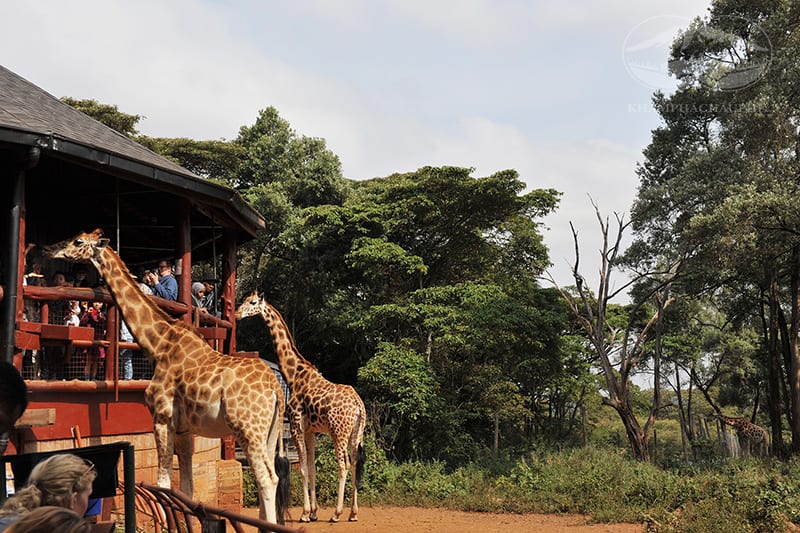 Trung tâm Giraffe - Kenya