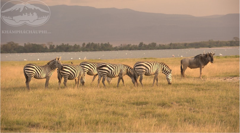 Hồ Naivasha - Du lịch Kenya