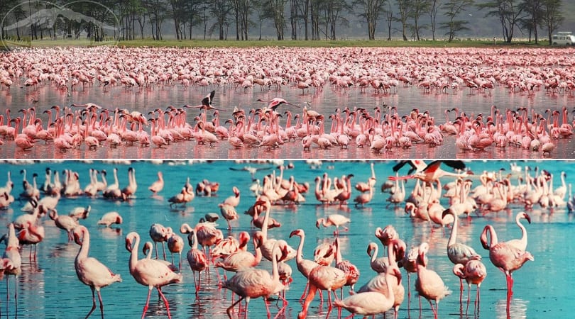 Hồng hạc hồ Elementaita - Kenya